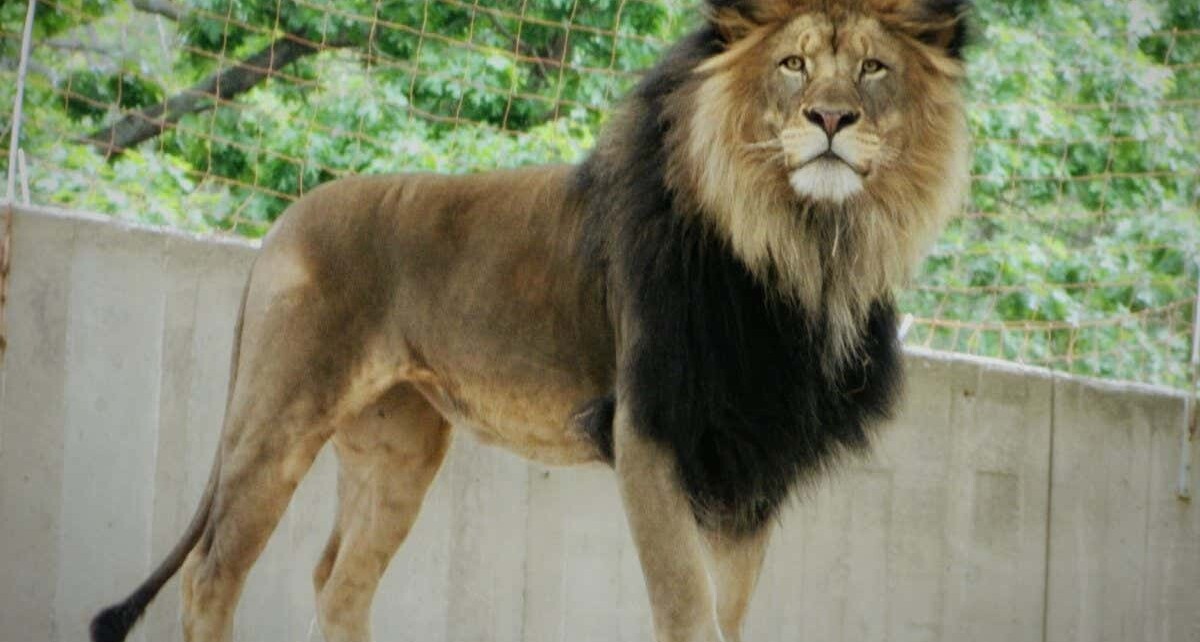 Lion infected with covid-19 probably passed it on to two zoo workers