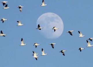 Flight Paths book review: Why understanding migration may save bird species