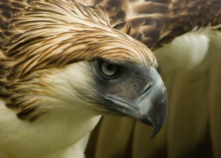 There may be just 800 of these endangered eagles are left in the wild