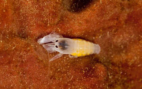 Young snapping shrimp’s tiny claws beat underwater acceleration record