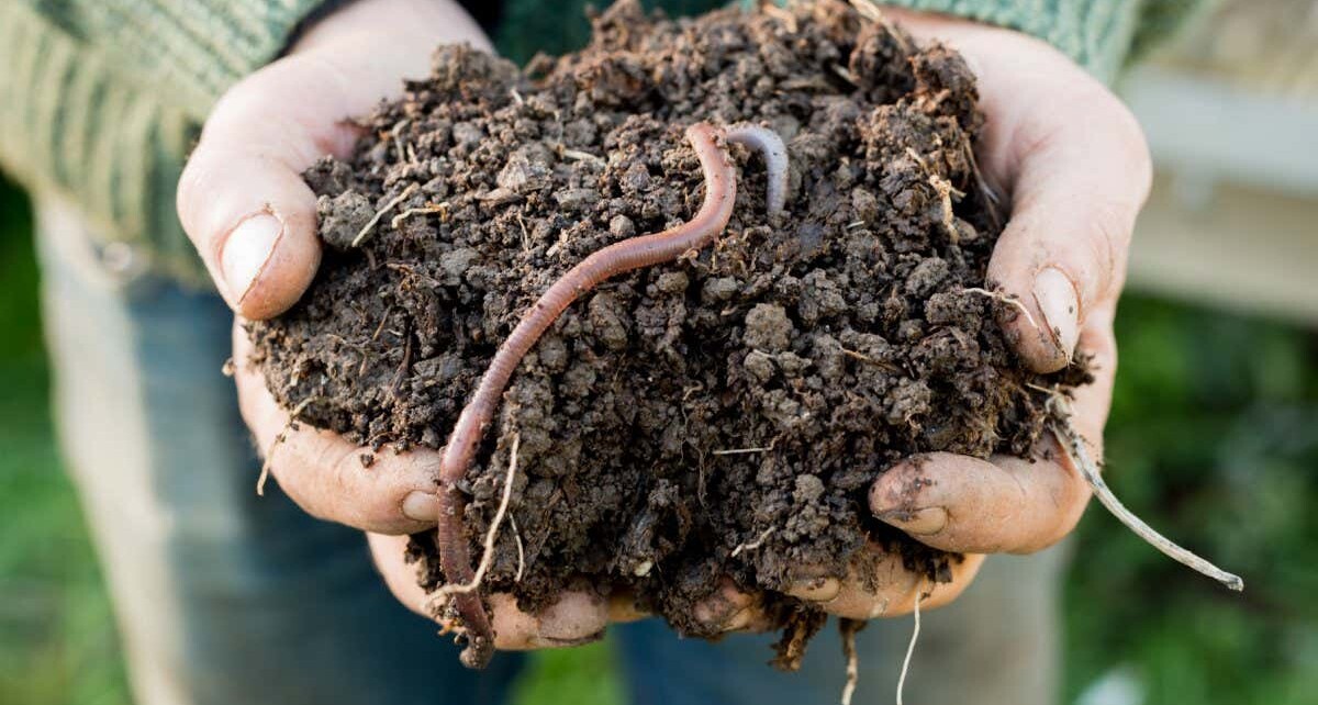 Earthworm on a mound of dirt on hands; Shutterstock ID 597695612; purchase_order: -; job: -; client: -; other: -