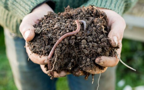 Earthworm on a mound of dirt on hands; Shutterstock ID 597695612; purchase_order: -; job: -; client: -; other: -