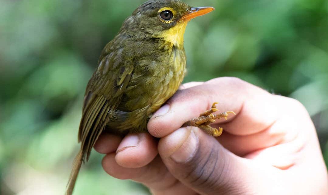 Dusky tetraka bird not seen for 24 years is found alive in Madagascan forests