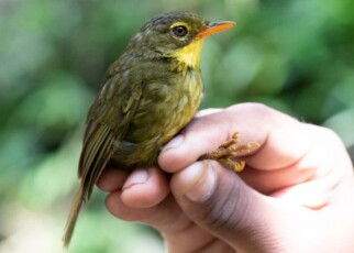 Dusky tetraka bird not seen for 24 years is found alive in Madagascan forests