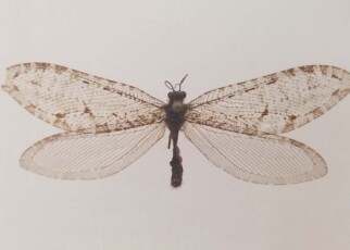 Giant lacewing: Insect thought extinct in eastern US found in a Walmart