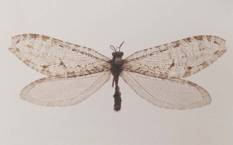 Giant lacewing: Insect thought extinct in eastern US found in a Walmart