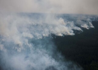Northern forests released a record amount of carbon dioxide in 2021