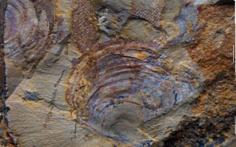 Cambrian fossil thought to be early bryozoan animal may actually be seaweed