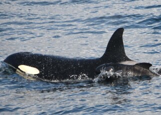 Orca seen foster parenting a pilot whale calf for first time