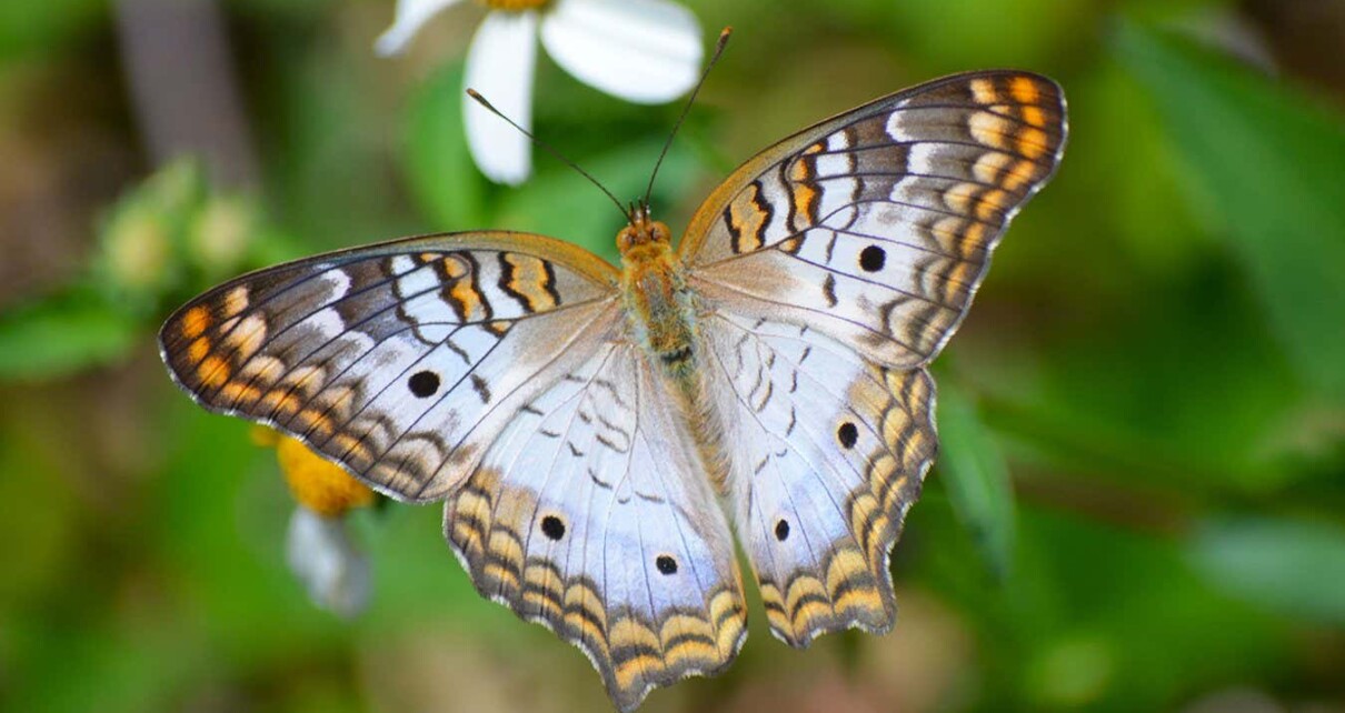 Eating non-native plants helps some butterflies fight viral infections