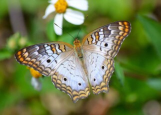 Eating non-native plants helps some butterflies fight viral infections