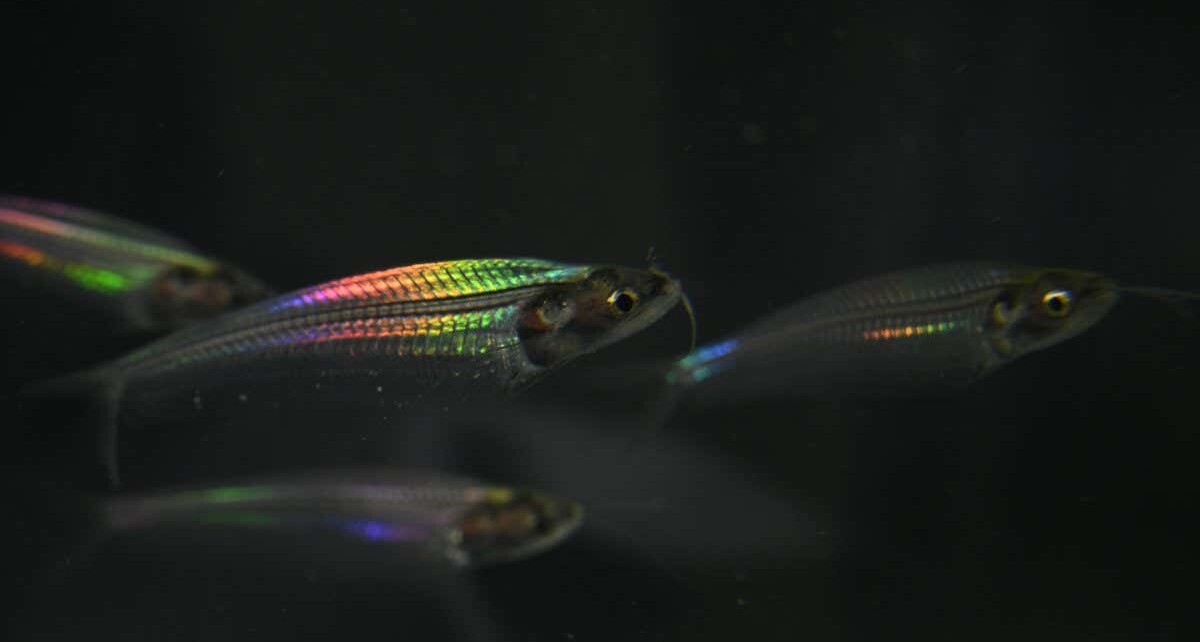 Ghost catfish get their rainbow iridescence from transparent muscles