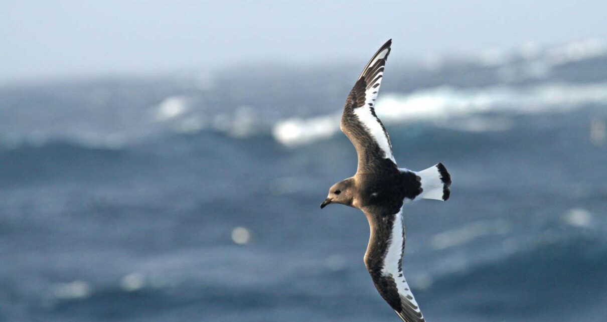 Freak storms stopped tens of thousands of birds breeding in Antarctica