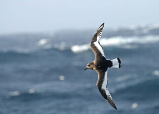Freak storms stopped tens of thousands of birds breeding in Antarctica
