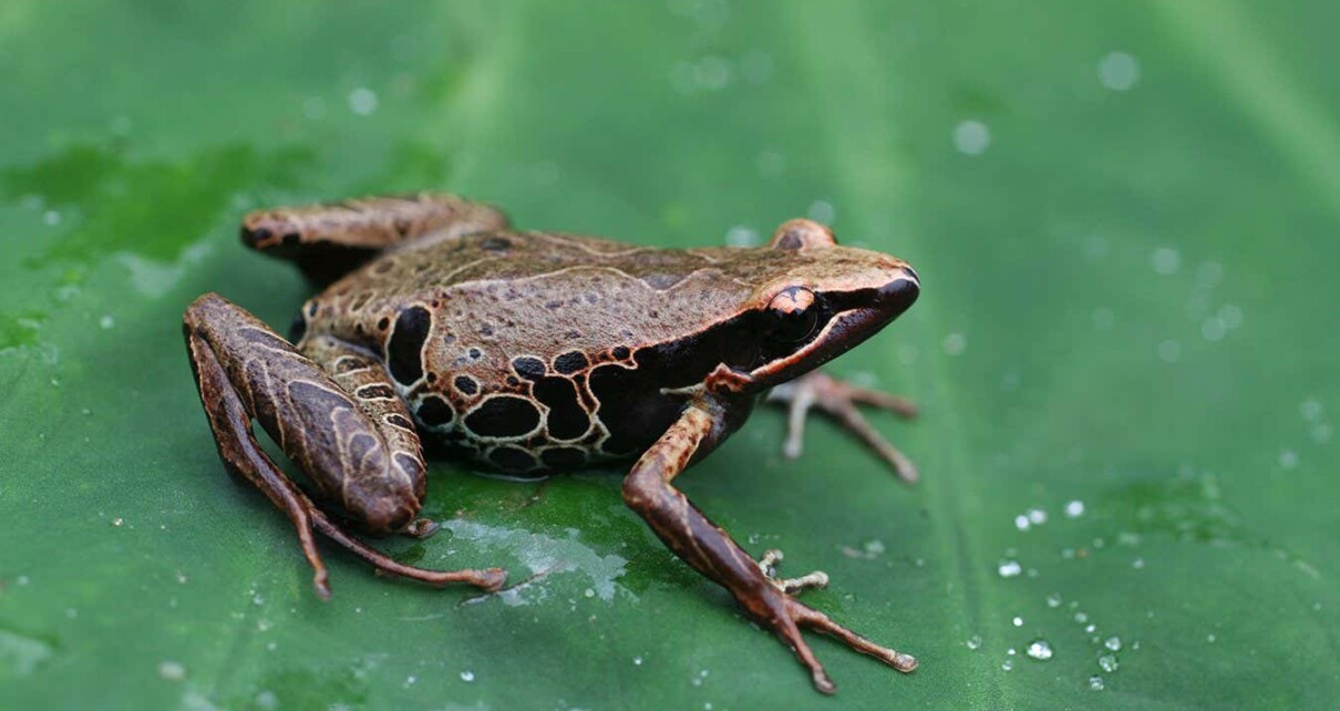 Fungus that kills frogs and amphibians is rapidly spreading in Africa