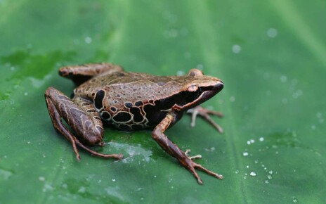 Fungus that kills frogs and amphibians is rapidly spreading in Africa