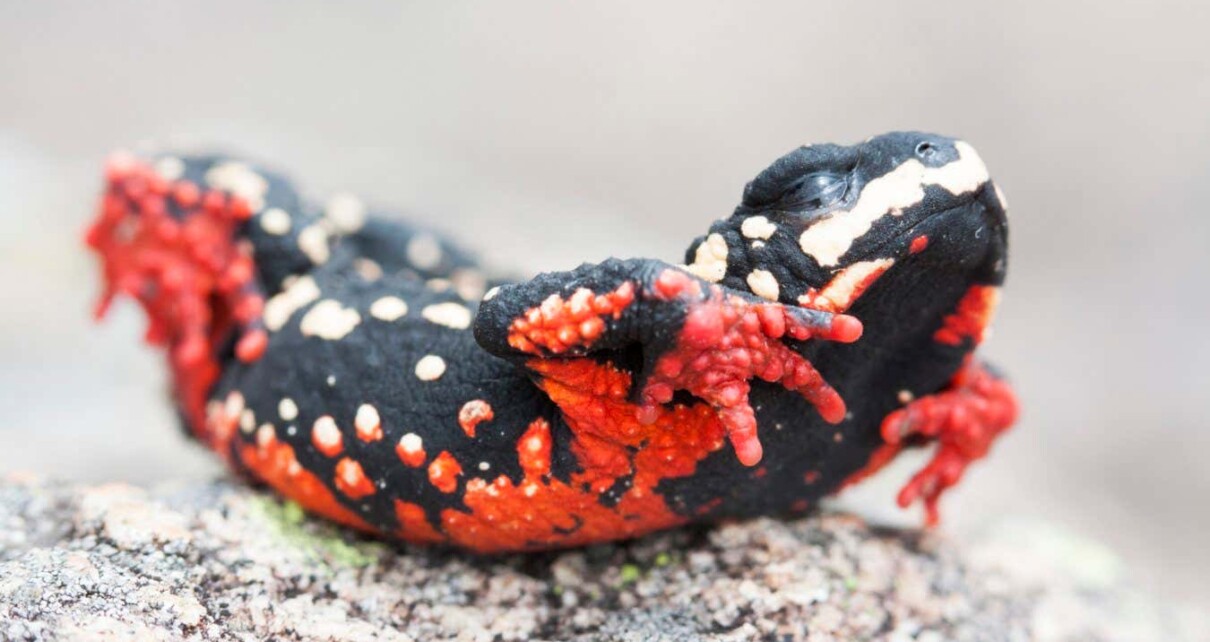 How poisonous amphibians evolve bright colours to warn predators off