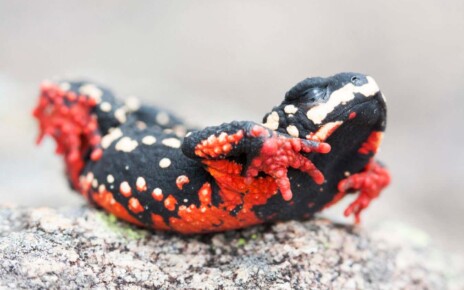 How poisonous amphibians evolve bright colours to warn predators off