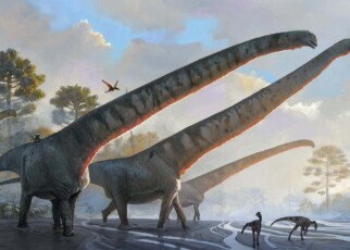 Longest dinosaur neck on record was six times longer than a giraffe's