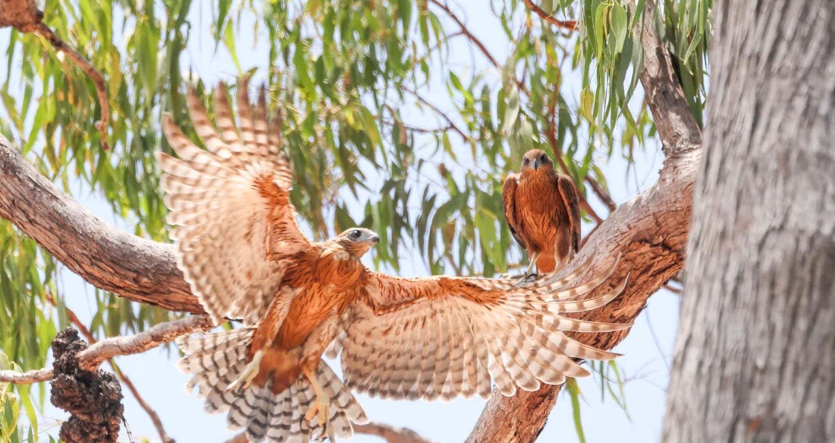 Red goshawks: Australia’s rarest bird of prey is disappearing faster than we thought