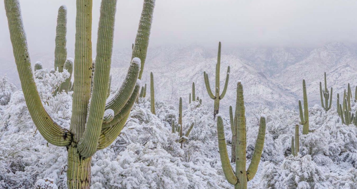 Image taken: 2nd March 2023 SNOW WAY! The surreal site of snow-draped cacti in Arizona???s Sonoran Desert was captured in breath-taking detail by Jack Dykinga last week. The scenes, which meteorologists have described as ???once in a generation??? demonstrate a rare convergence of nature???s extremes. The Sonoran desert is typically known for its arid sub-tropical climate. Even in winter, days are sunny and mild. But this month the area saw 2-4 inches of snow that lasted about 4 hours. Dykinga, who has been photographing the Sonorn Desert since 1976, says the last big snow was a full decade ago. He described this year???s otherworldly scenes as ???pure magic, seemingly out of place and strikingly beautiful.??? Before the snow arrived, the Desert looked completely different, boasting an explosion of flowers and clear blue skies. The reason for the uncharacteristic snowfall is not fully understood. The current La Ni??a event (a cyclic weather pattern that influences global weather) is partly responsible, coupled with a persistent blocking pattern over the Pacific Ocean and cold air migrating south from the Arctic. Climate change also means extreme weather events are becoming more likely.