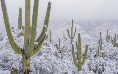 Image taken: 2nd March 2023 SNOW WAY! The surreal site of snow-draped cacti in Arizona???s Sonoran Desert was captured in breath-taking detail by Jack Dykinga last week. The scenes, which meteorologists have described as ???once in a generation??? demonstrate a rare convergence of nature???s extremes. The Sonoran desert is typically known for its arid sub-tropical climate. Even in winter, days are sunny and mild. But this month the area saw 2-4 inches of snow that lasted about 4 hours. Dykinga, who has been photographing the Sonorn Desert since 1976, says the last big snow was a full decade ago. He described this year???s otherworldly scenes as ???pure magic, seemingly out of place and strikingly beautiful.??? Before the snow arrived, the Desert looked completely different, boasting an explosion of flowers and clear blue skies. The reason for the uncharacteristic snowfall is not fully understood. The current La Ni??a event (a cyclic weather pattern that influences global weather) is partly responsible, coupled with a persistent blocking pattern over the Pacific Ocean and cold air migrating south from the Arctic. Climate change also means extreme weather events are becoming more likely.