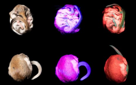 The garden dormouse glows under UV light - but we don’t know why