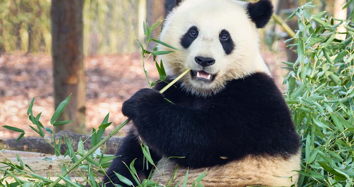 China reclaims pandas from US zoos – is the panda politics era over?