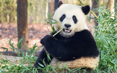 China reclaims pandas from US zoos – is the panda politics era over?