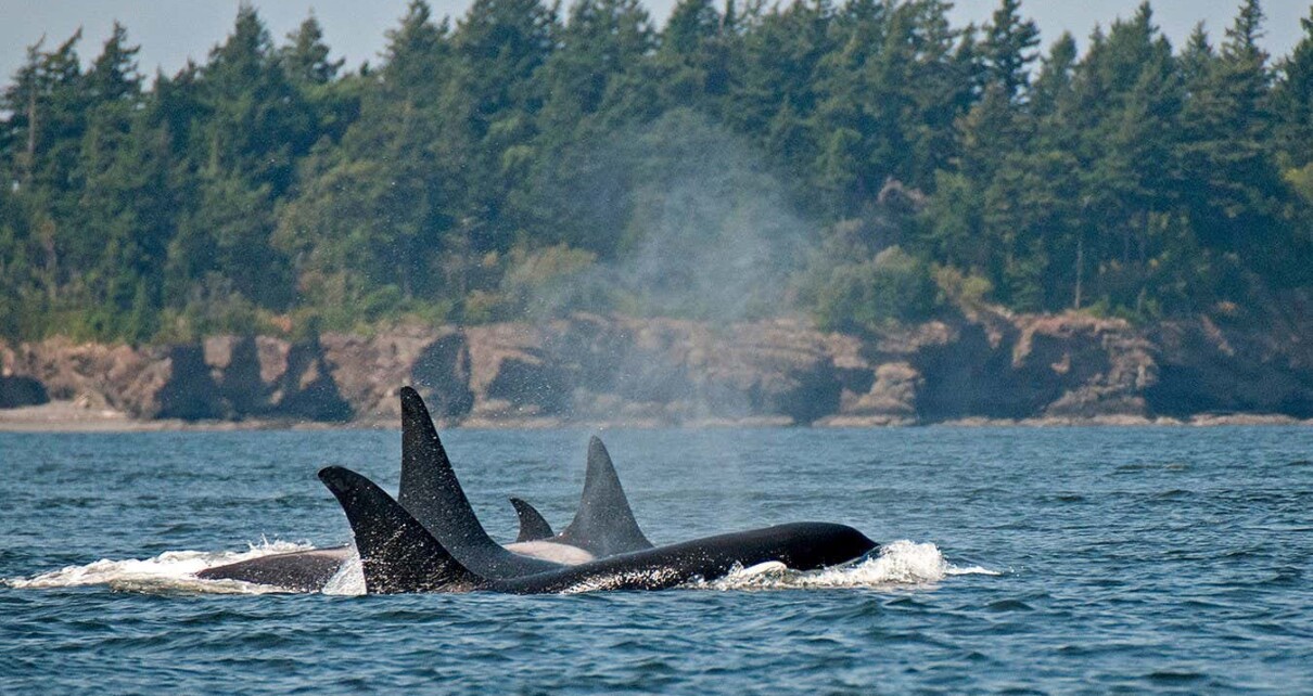 Orcas in the North Pacific may be dying out due to inbreeding