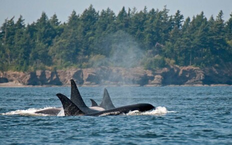 Orcas in the North Pacific may be dying out due to inbreeding