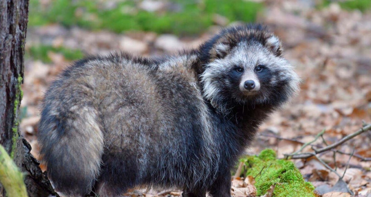 Covid-19 may have started in raccoon dogs, new DNA evidence shows