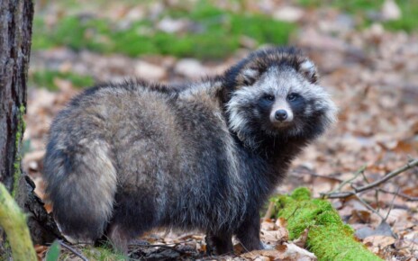 Covid-19 may have started in raccoon dogs, new DNA evidence shows