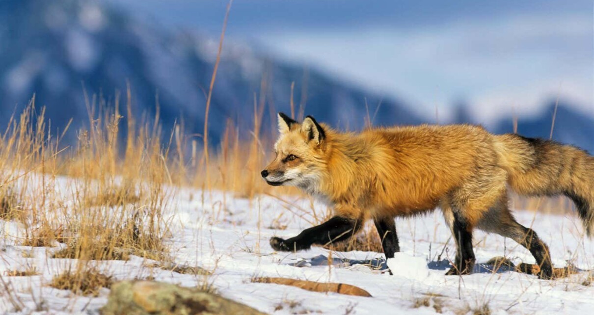 Bird flu may be making foxes and other animals behave in unusual ways