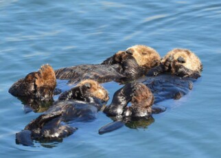 Toxoplasmosis: Parasite from cat faeces killed four sea otters in California