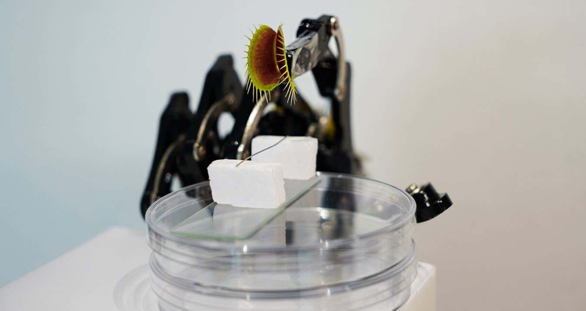 Venus flytrap cyborg snaps shut with commands from a smartphone