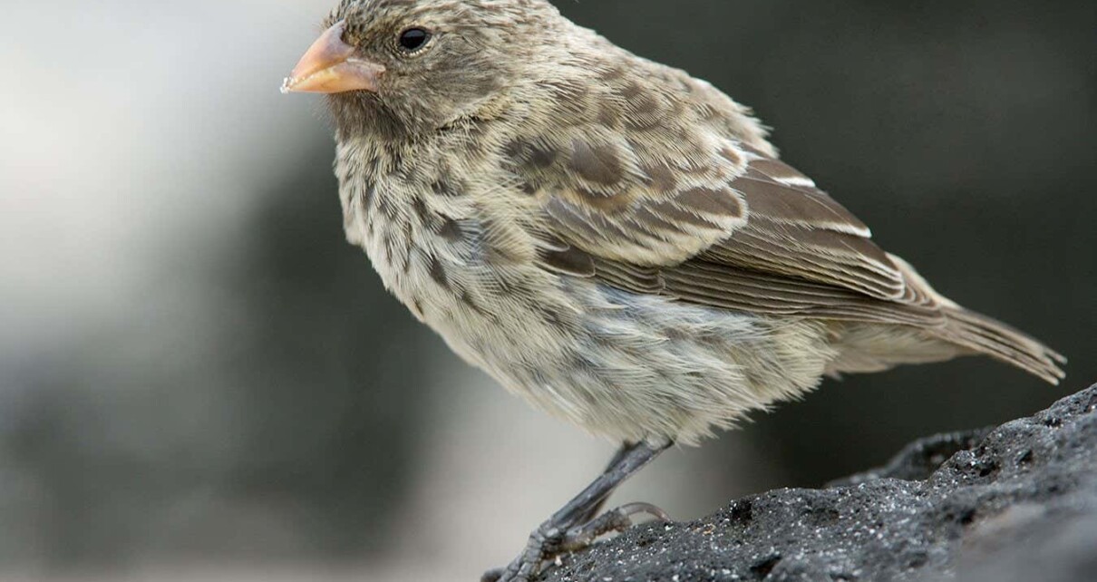 City life may help Darwin's finches survive bloodsucking flies