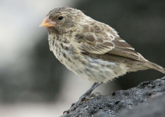 City life may help Darwin's finches survive bloodsucking flies