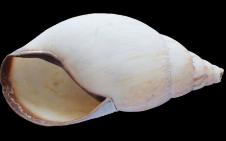 Ancient humans may have cooked and eaten snails 170,000 years ago