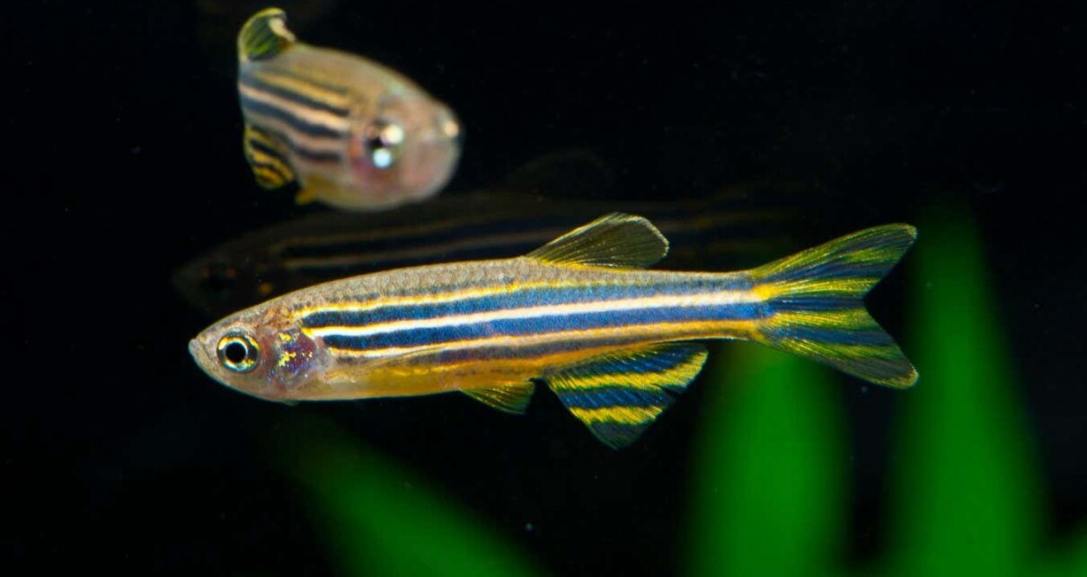 Zebrafish seem to be able to count when they are just four days old