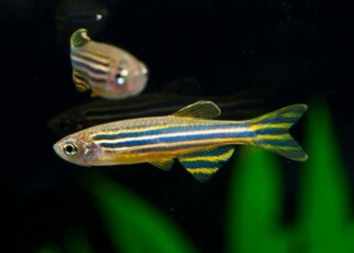 Zebrafish seem to be able to count when they are just four days old