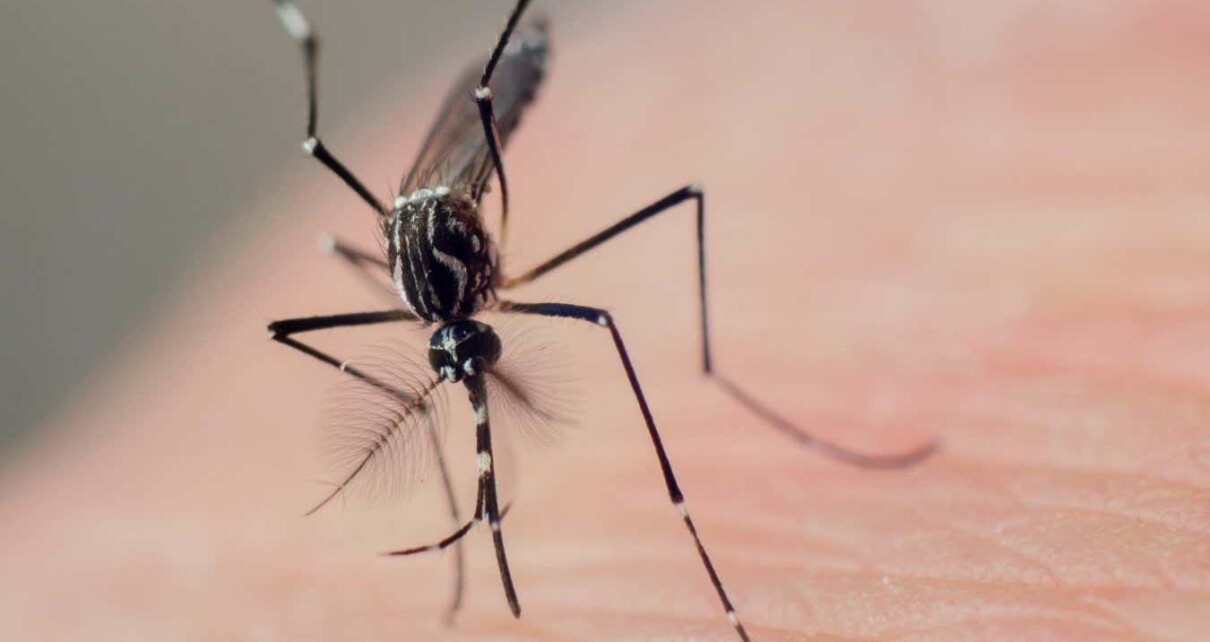 Male mosquitoes may hang around humans to pick up females