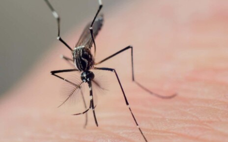 Male mosquitoes may hang around humans to pick up females