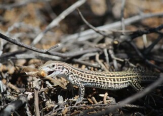 Lizards on a US Army base are stress eating due to helicopter noise