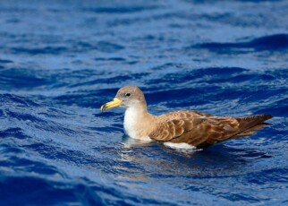 Microplastics are changing the gut microbiomes of seabirds