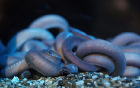 How hagfish slime gets its incredible clogging ability