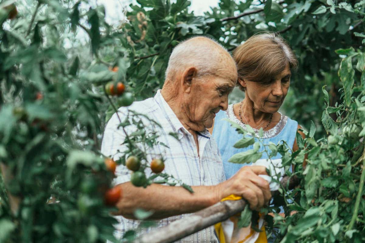 Old father and mature daughter harvesting in a vegetable garden