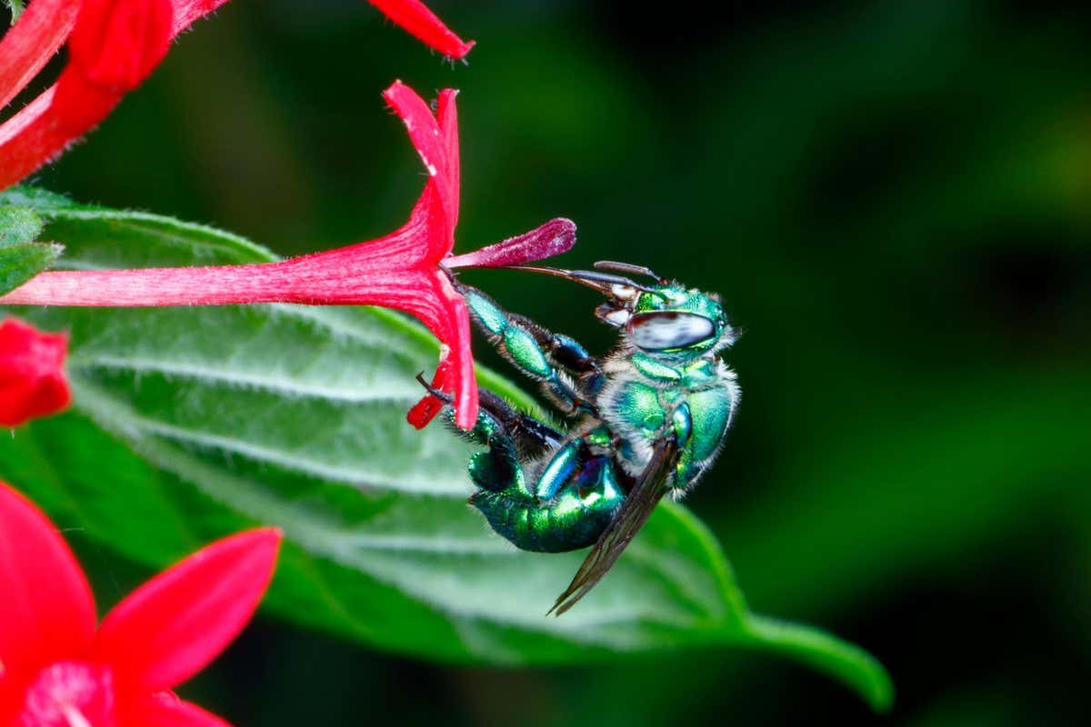 A green orchid bee