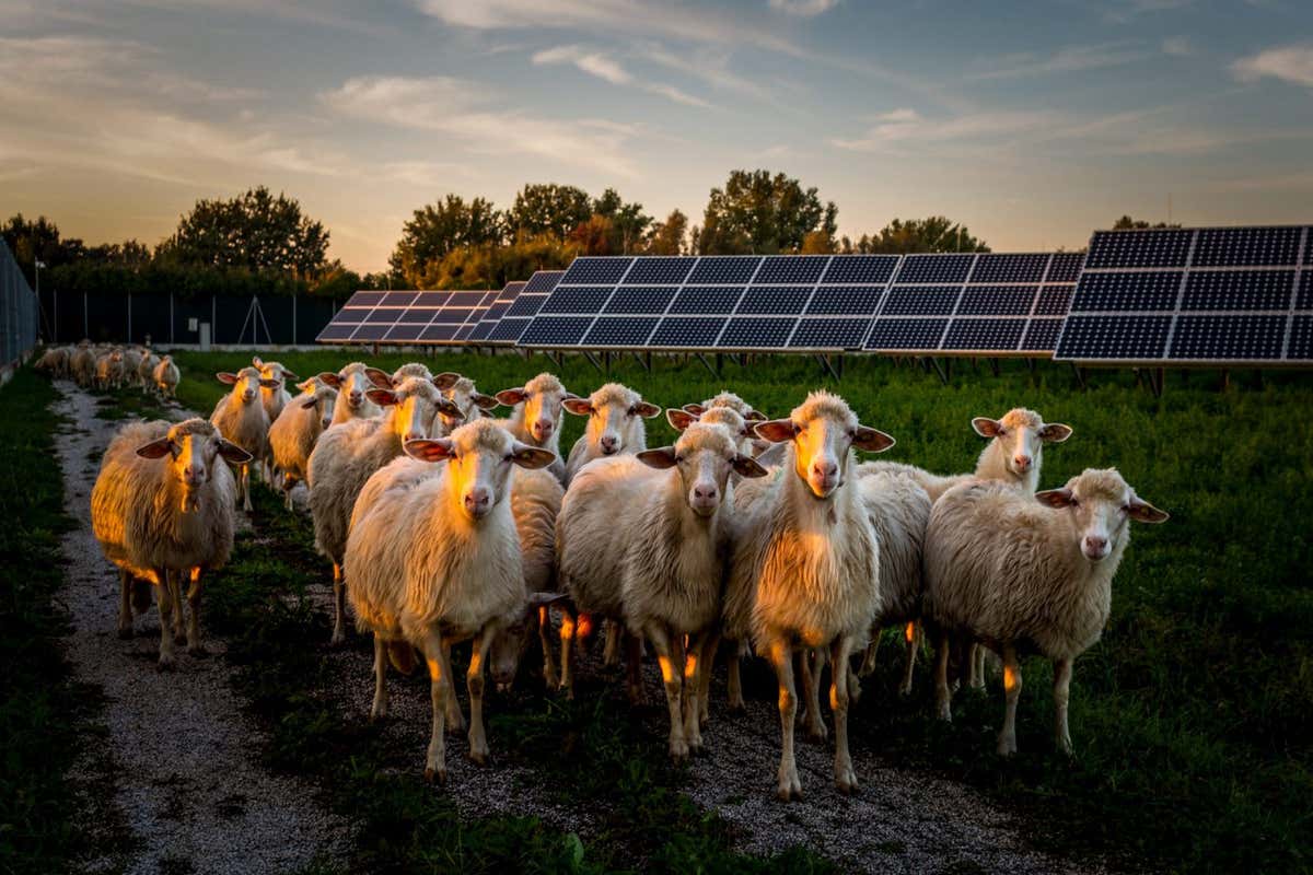 The sheep return to the stable after grazing at the "Buon Pastore" dairy in Sant'alberto, Ravenna, Italy. The dairy and sheep farm work in synergy with the "Solar Farm" energy park, a 35 MW photovoltaic field capable of producing approximately 47,000 MWh of electricity, or the equivalent consumption of 18,000 families. Sheep graze among the solar panels, helping to maintain agricultural areas and turf.