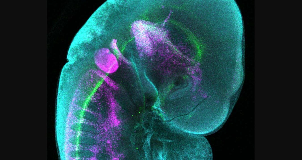 Stunning image shows the developing nervous system in a chick embryo